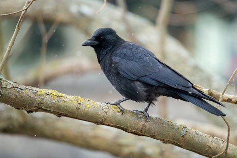 Carrion Crow, Corvus Corone, Raven Crow, Birds, Corvidae Family of Birds, Passeri, Corvids,