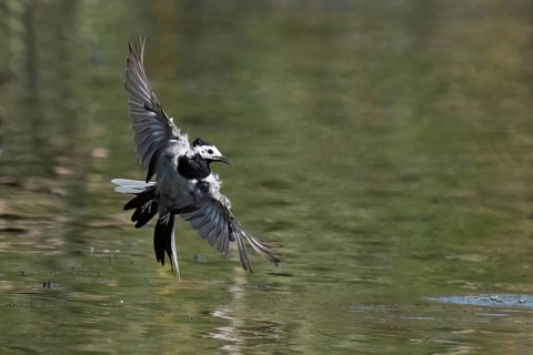 A white wagtail (Motacilla alba) flies just above the water's surface, its wings spread wide,