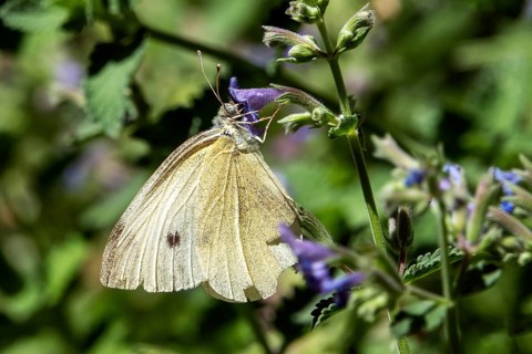 Small white (Pieris rapae), perched on a catnip flower, Baden-Württemberg, Germany