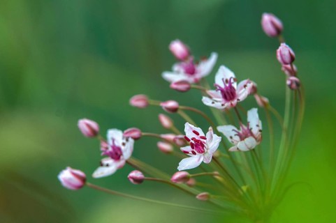 Flower rushes, Butomaceae, Butomus umbellatus, umbellish swan flower, swan flower, swan flower,