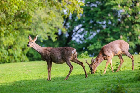 A female and a male roe deer (Capreolus capreolus) walk across a green meadow dotted with nettle