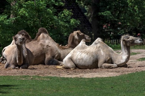 Reclining wild camels (Camelus ferus), Nuremberg Zoo, Middle Franconia, Bavaria, Germany