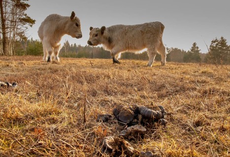 Cows, droppings, manure, extensive grazing, feces, heather care, faeces, solution, manure, cattle,