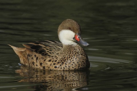 White-cheeked Pintail (Anas bahamensis), Arizona, USA