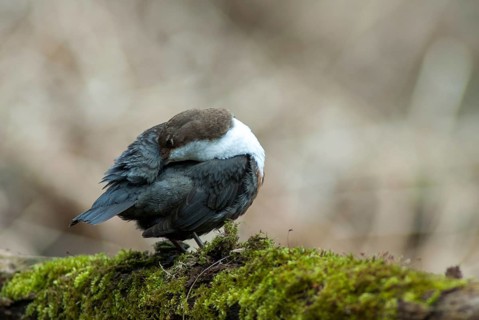 Cinclus cinclus, dippers, birds, female, plumage, passeri, preening, songbirds, songbirds, birds,
