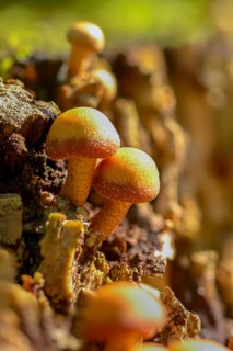 Armillaria ostoyae, Armillaria polymyces, Armillaria solidipes, brown honey mash, dark honey mesh,