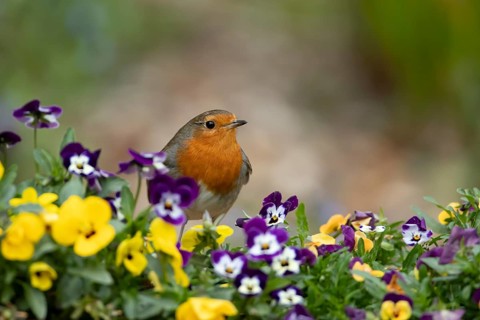 European robin (Erithacus rubecula) adult garden bird on a plant pot with pansy and viola flowers