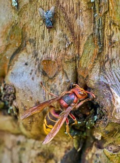 European hornet (Vespa crabro) searching for food on an old tree trunk. Detailed macro wildlife