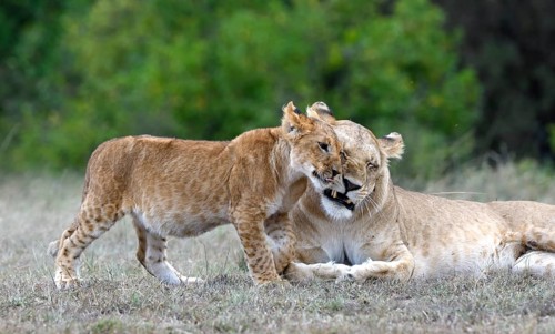 Lioness with cub (Panthera leo), Masai Mara Wildlife Reserve, Kenya