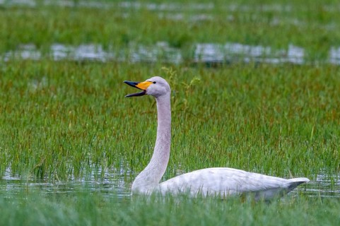 Cygnus cygnus, Finland, singing swan, whooper swan, anatidae, birds, duckbirds, swan, swans, swans,