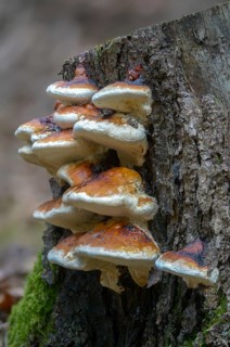 Tree sponge, spruce porling, fomes marginatus, fomitopsis pinicola, pine porling, red-banded