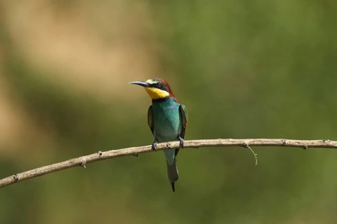 A bee-eater perched on a thin branch, green background, bee-eater (Merops apiaster), Palatinate,