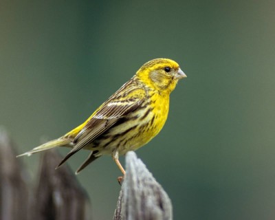 European Serin, serine, serinus serinus, birds, garden fence, garden fence, male, passeri,