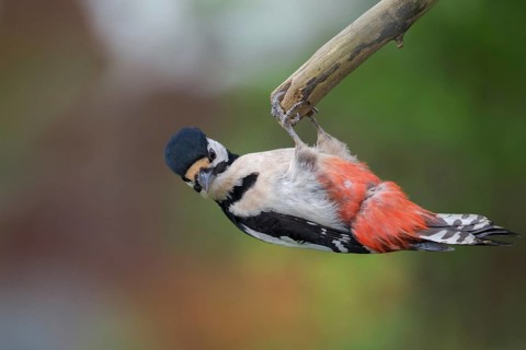 Great spotted woodpecker, Dendrocopos major, birds, piciforms, woodpeckers, birds, woodpecker