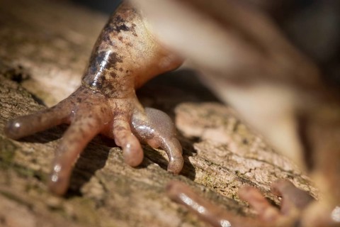 Agile frog, rutting calluses, estrus calluses, nuptial pad, mating calluses, rana dalmatina,