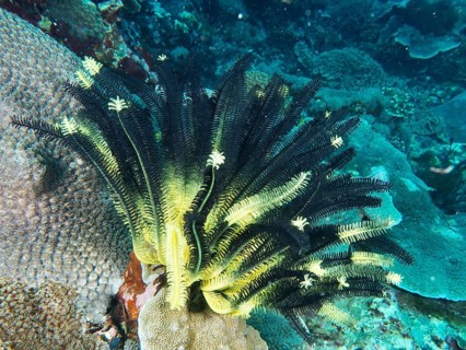 Bushy feather star (Comaster schlegelii) in black and yellow on a living coral reef underwater,
