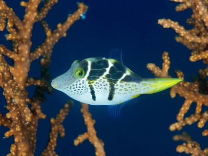 Colourful pufferfish, mimicry filefish (Paraluteres prionurus), swimming against a backdrop of