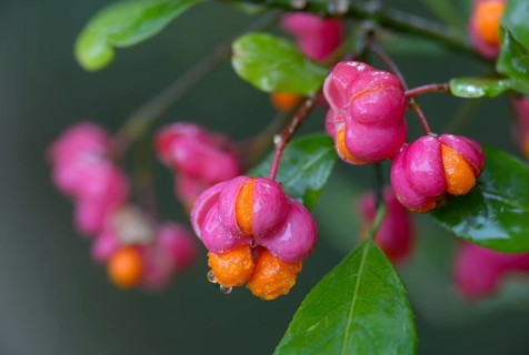 Celastraceae, Euonymus europaea, European Pfaffenhütchen, Pfaffenhütchen, Pfaffenkapperl,