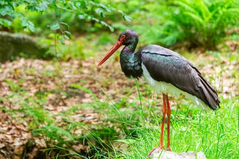 Black stork (Ciconia nigra) standing on a meadow, Bavaria, Germany