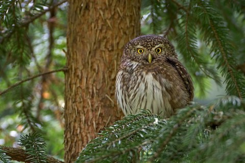Eurasian Pygmy Owl (Glaucidium passerinum), Saxony, Germany