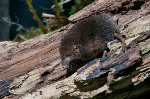 Common shrew, insectivora, insectivora, sorex araneus, wood shrew, mammals, shrew, mammals