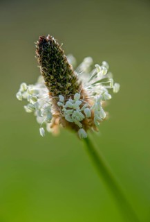 English plantain, medicinal plantain, narrowleaf plantain, plantago lanceolata, ribwort plantain,