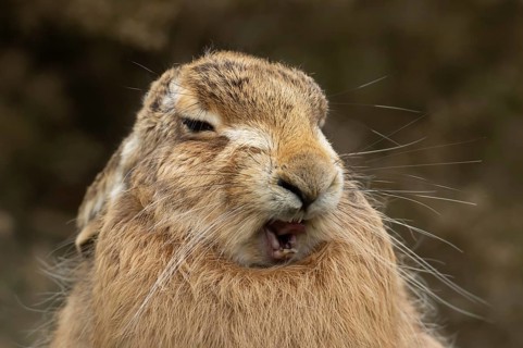 European brown hare (Lepus europaeus) adult sleepy animal yawning in grassland, England, United
