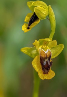 Yellow ragwort, granelli, Italy, ophrys lutea, orchidaceae, orchids, orchid plants, Pantani Cuba