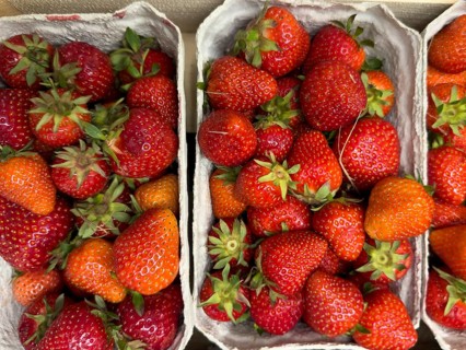 Freshly picked red strawberries fruit in small cardboard basket displayed by grocery store grocer,
