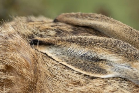 European brown hare (Lepus europaeus) adult animal close up of its ear, England, United Kingdom