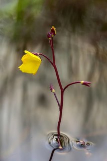 Fatweed plants, lentibulariaceae, southern water hose, utricularia australis, misunderstood water