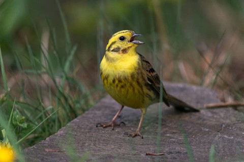 Emberiza citrinella, Yellowhammer, Yellowhammer, birds, song, male, passeri, singing, songbirds,
