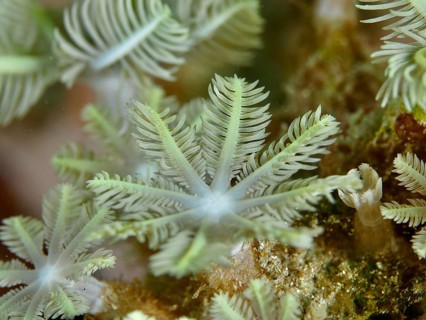 Close-up of light green tube corals (Clavularia viridis) with a delicate, branched structure, at