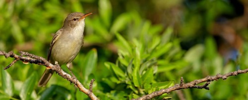 Olive warbler, (Hippolais olivetorum), animal, animals, bird, birds, biotope, habitat, perch,