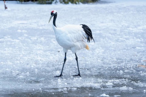 A red-crowned crane (Grus japonensis) walks across the snow-covered ice of a frozen river. china,