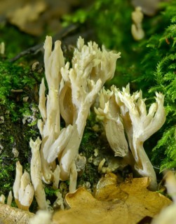 Clavulina coralloides, Clavulina cristata, antler-shaped coral, comb-shaped coral, comb-shaped club