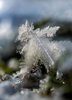 Detail, ice, ice crystal, frost, high size, portrait format, snow, snow, winter