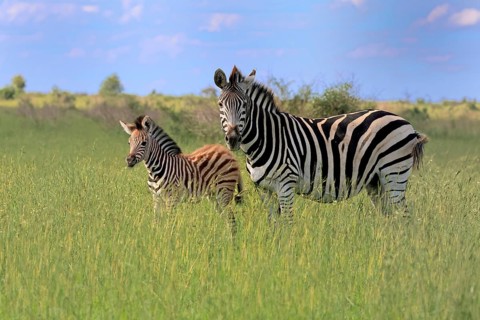 Burchell's zebra (Equus quagga burchelli), Burchell's zebra, adult, female, young, mother, feeding,