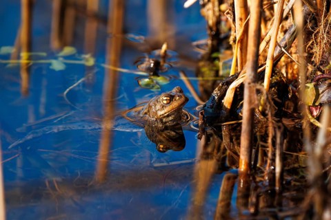 A frog swims in the blue water amongst the reeds in its natural habitat, common toad (Bufo bufo),