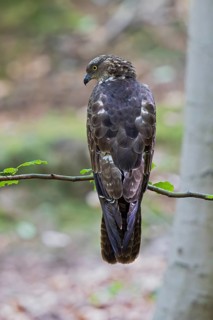 Honey Buzzard (Pernis apivorus), close-up, female perched on a branch of a European beech (Fagus
