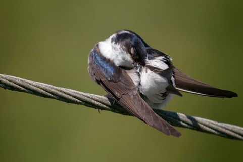 Delichon urbica, house martin, house martins, birds, plumage care, adolescent, juvenile, passeri,