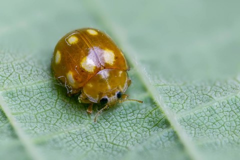 Calvia decemguttata, cream spot ladybird, light ladybird, ten-spot ladybird, ten-spot ladybird,