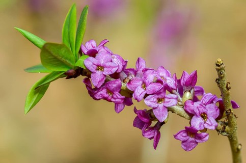 Daphne Mezereum, Real Daphne, February Daphne, Common Daphne, Common Daphne, Cellar Neck, Daphne,