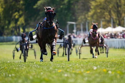 Head-on view of multiple harness racing horses competing on grass track, strong depth and