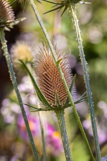 Close-up of the inflorescence of the teasel (Dipsacus fullonum), Neunkirchen, Lower Austria,