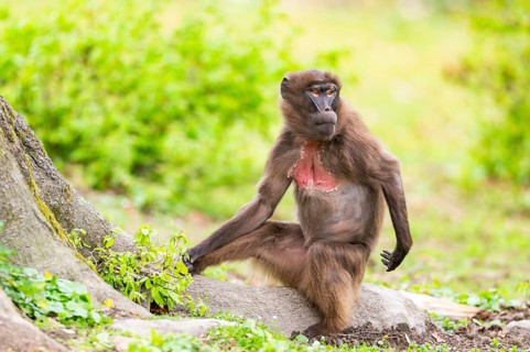 Gelada (Theropithecus gelada) female sitting on the ground, captive, distribution africa