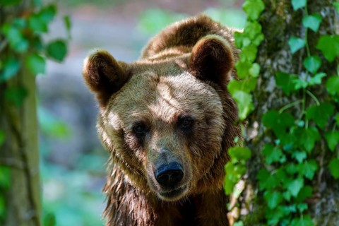 Brown bear (Ursus arctos), Germany, the bear raises its head and peeks out curiously from between