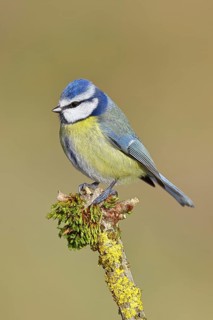 Blue tit (Parus caeruleus), sitting on a branch covered with moss, Wilnsdorf, North
