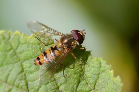 Episyrphus balteatus, common park hoverfly, grove hoverfly, marmalade fly, syrphidae, winter