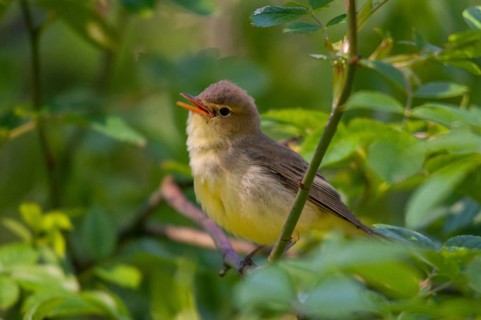 Yellowspotter, Hippolais icterina, icterine warbler, Sweden, birds, passeri, songbirds, Sweden,